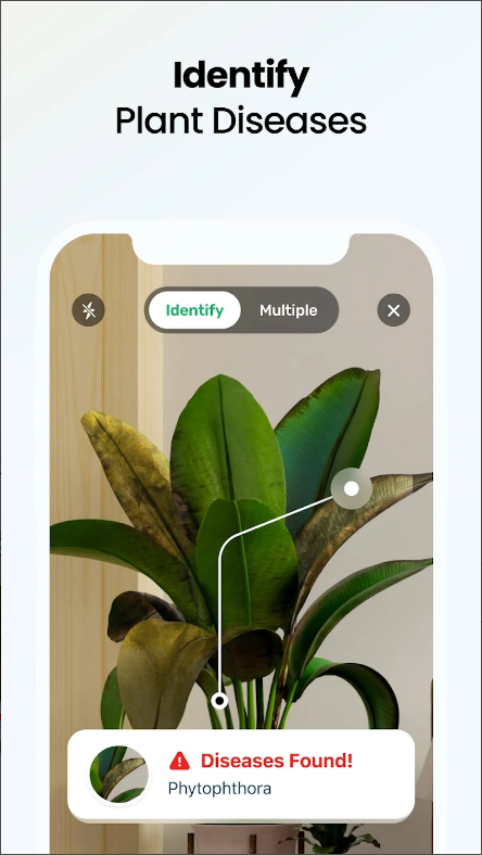 식물 식별(Plant App) 어플, AI 식물 식별 하기, 사진으로 식물 이름 찾기