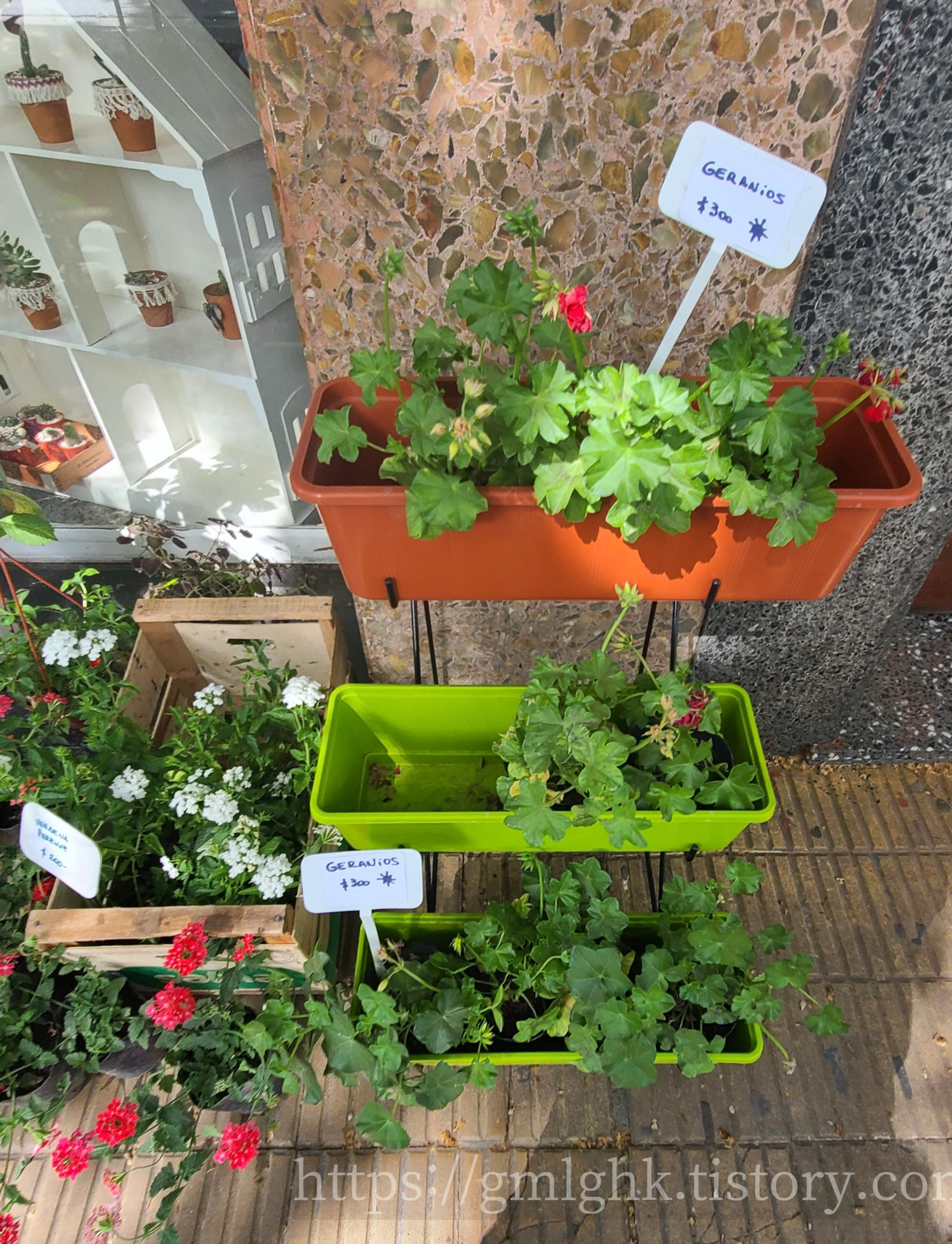 아르헨티나 제라늄 꽃집 가격