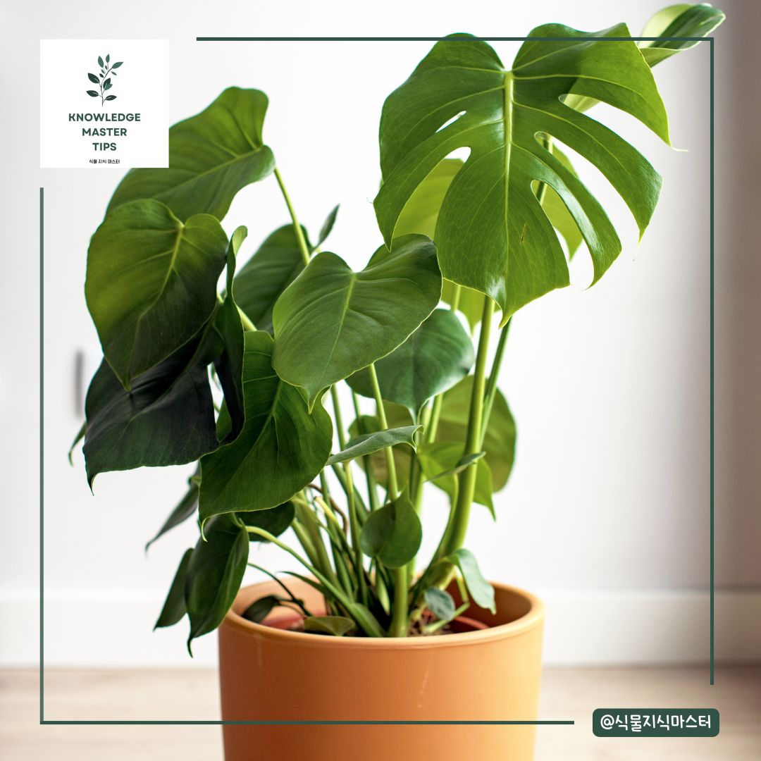 영양 부족 및 비료 관리