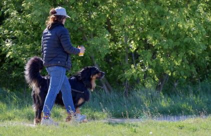 반려동물 영양제 주요 기능별 분류 관련 사진