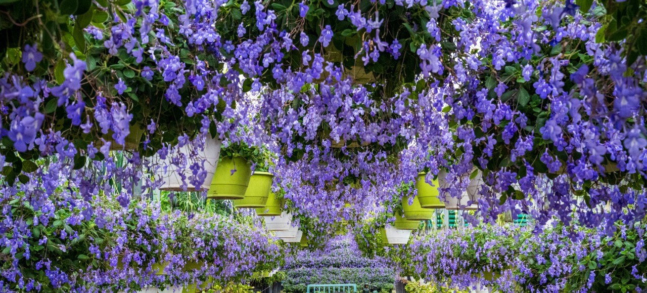 아산세계꽃 식물원 온실 내부 전경