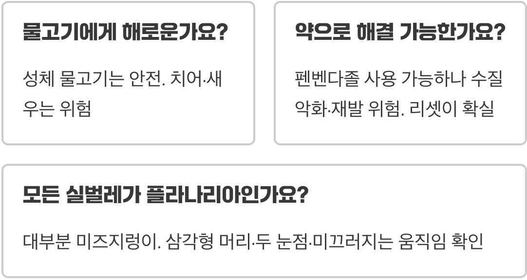 뜨거운 물 부으면 끝? 어항 리셋 시 플라나리아 완벽 제거하는 노하우
