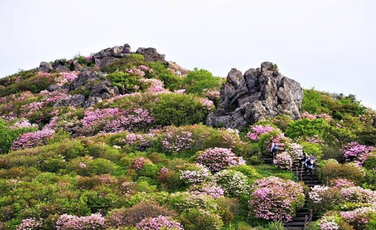소백산 철쭉
