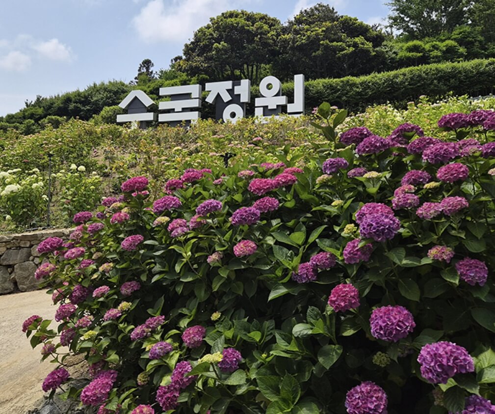 신안 도초도 섬 수국축제