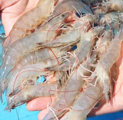 2024 대한민국 수산대전 쿠폰 받기 온라인 오프라인