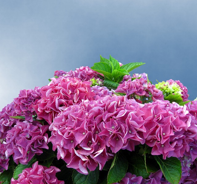 수국축제 관련 사진