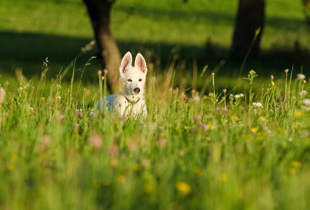 canine atopic dermatitis