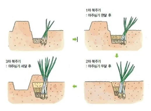 &amp;quot;대파