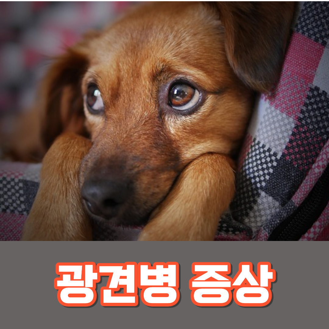광견병 증상