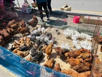 김포 5일장 날짜와 주차정보 먹거리를 안내_7