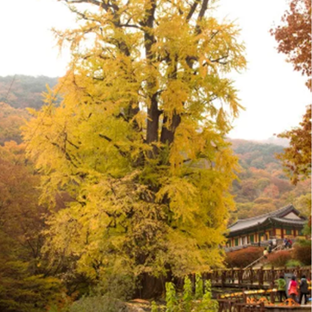 경기도 단풍명소