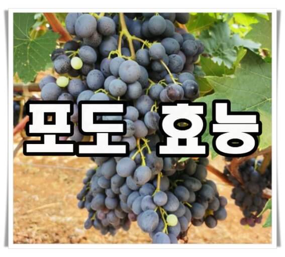 포도 효능