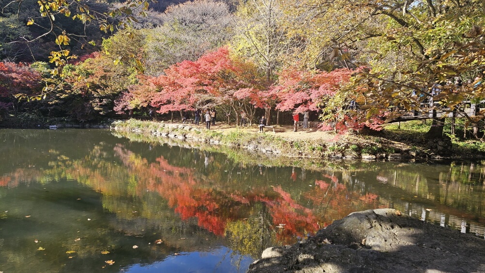 전북 정읍 백양사 가을 트레킹 : 늦가을 단풍 산책코스 &amp; 백학봉 포토존 추천