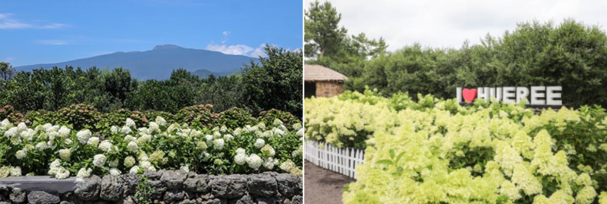휴애리 수국축제