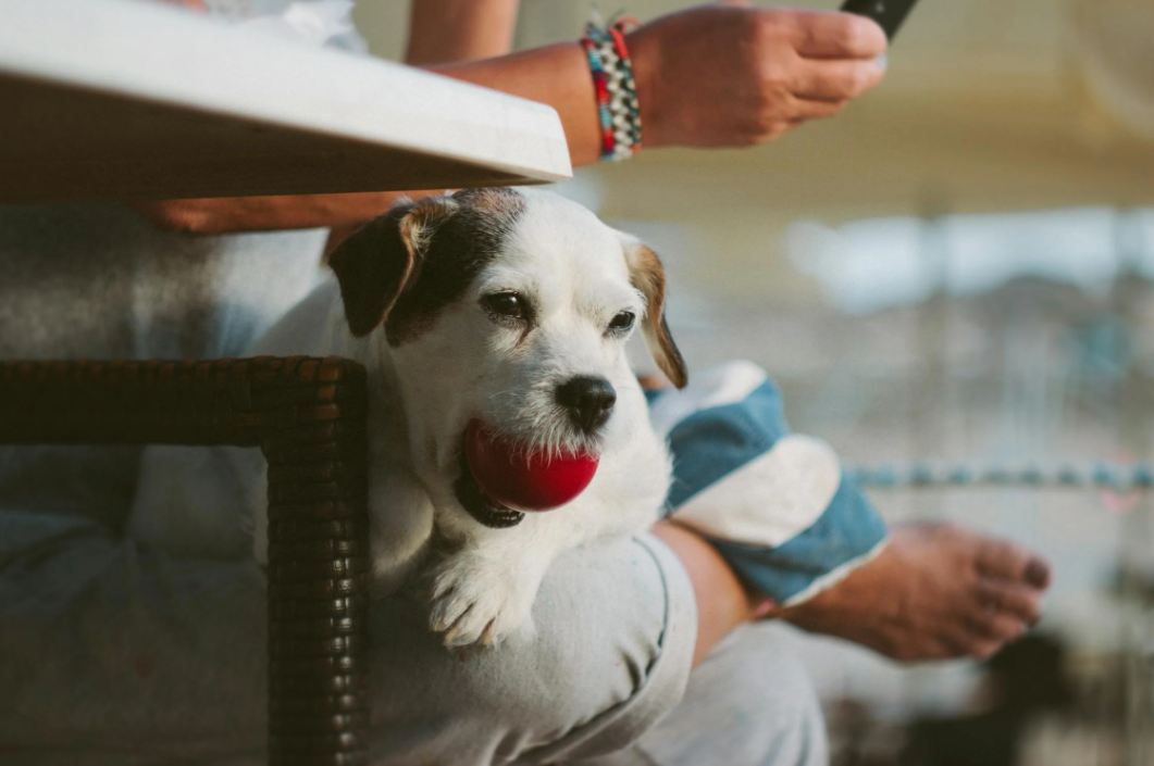 반려동물 복지 관련 사진