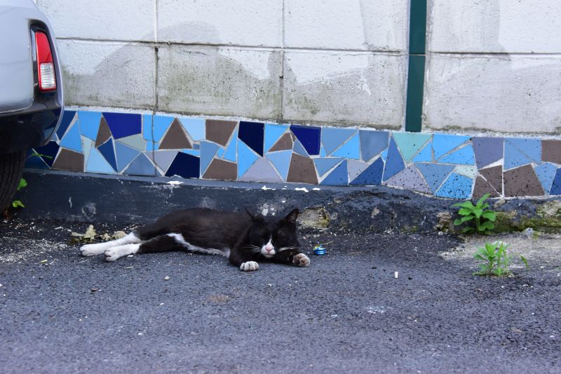 우암동 소막마을에서 만난 고양이