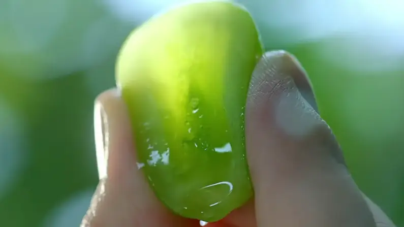 샤인머스켓가격효능