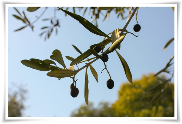 "올리브나무 키우기" 집에서 즐기는 지중해의 향기 정원!