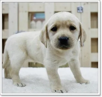 래브라도 리트리버 분양 가격 성격 장단점_18