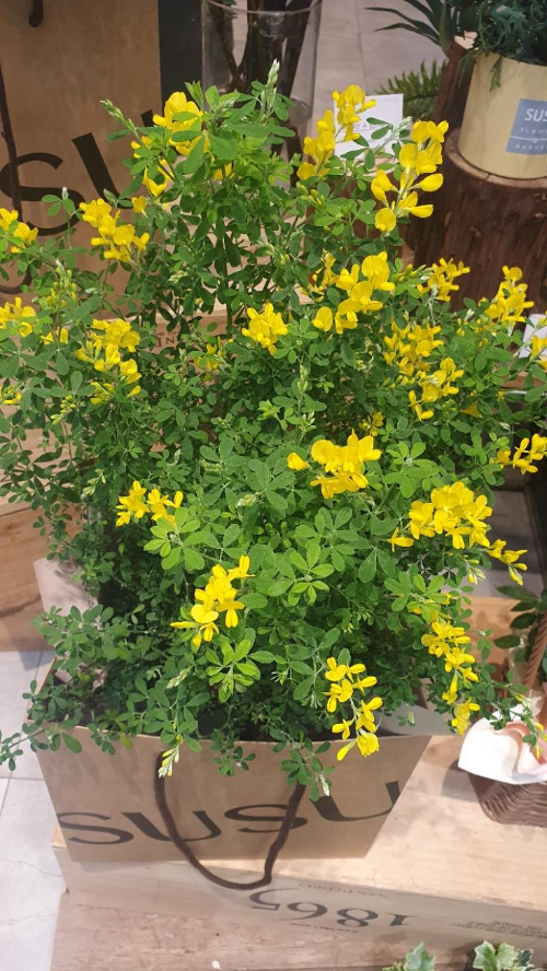 애니시다(금작화)