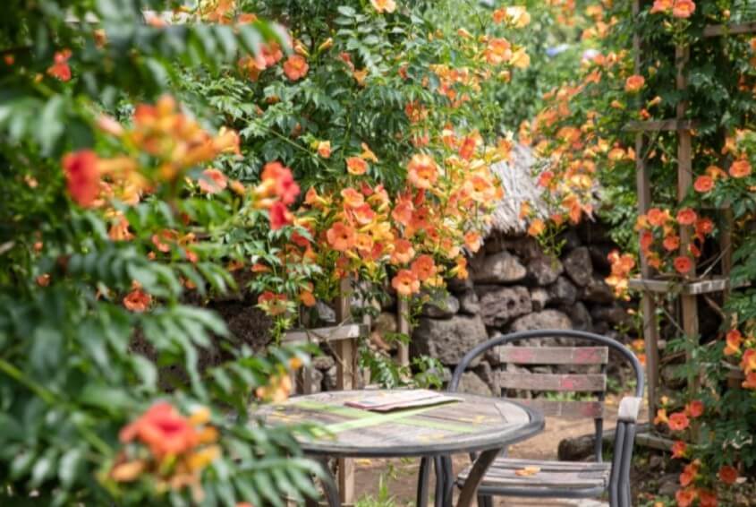 2025 비체올린 능소화축제 ! 제주 여름 꽃 &amp; 능소화 축제: 주홍 빛 꽃비 속에서 만나는 감성 여행!