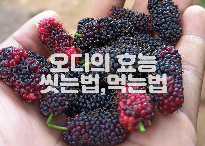 사람손에 오디가 놓여져 있다