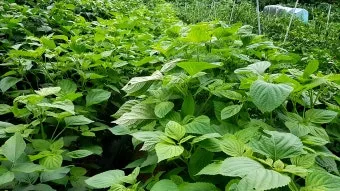 들깨 재배 직파 재배 병충해 관리 질소 과다 주의_5