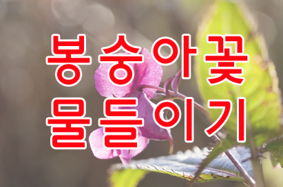 봉숭아꽃 물들이기