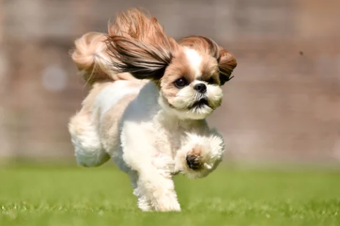 시츄/출처:어도비스톡