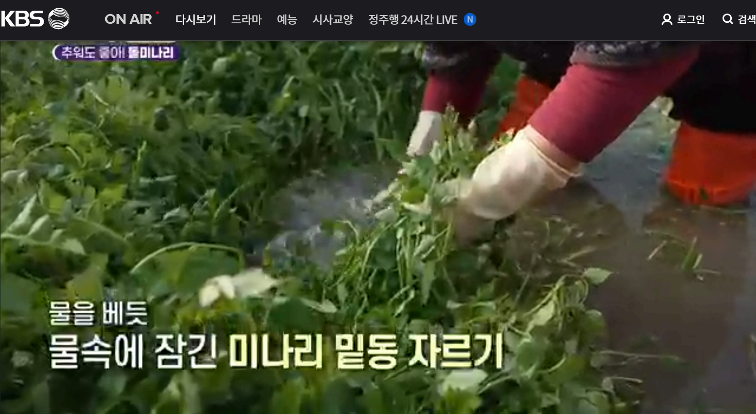 12월 24일 방송된 [ 돌미나리 - 전남 나주 ] 관련 정보입니다 