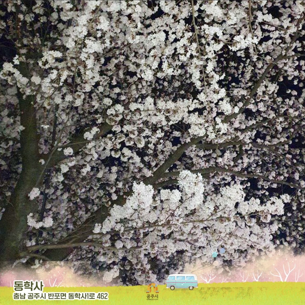 동학사 벚꽃 축제 일정