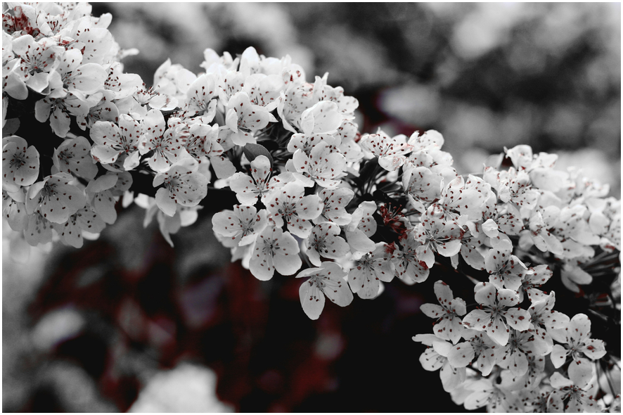 2025 벚꽃 개화시기, 여행지 총정리