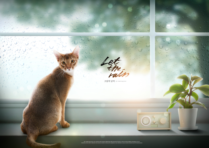 체관(phloem)의 기능과 구조