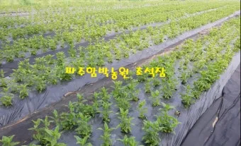 초석잠 재배 씨눈 맞추기 보온 피복 수확 정리_7