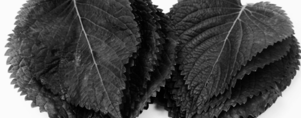 쌈채소 종류 9: 들깻잎 (깻잎)