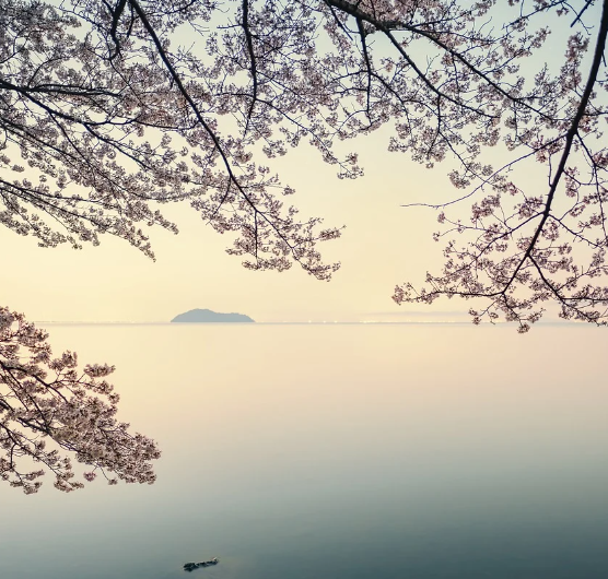 2025 진해 군항제 일정 및 벚꽃 축제