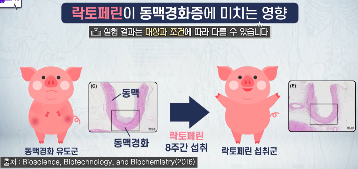 락토페린 효능