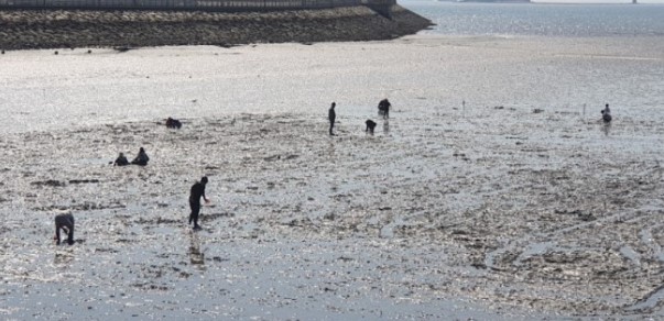 궁평항 갯벌체험(1)