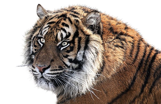 호랑이 꿈 해몽(새끼 호랑이 꿈 해몽&amp;#44; 무료꿈해몽풀이)