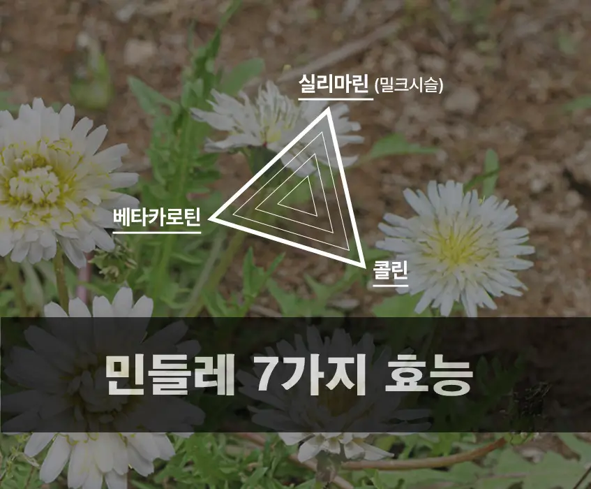 민들레 효능