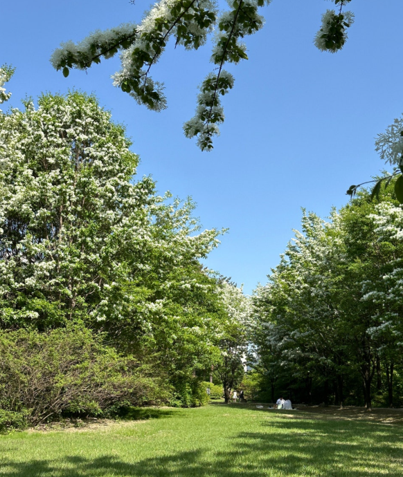 대전 들의공원 이팝나무 - 5월 이팝나무 나들이코스