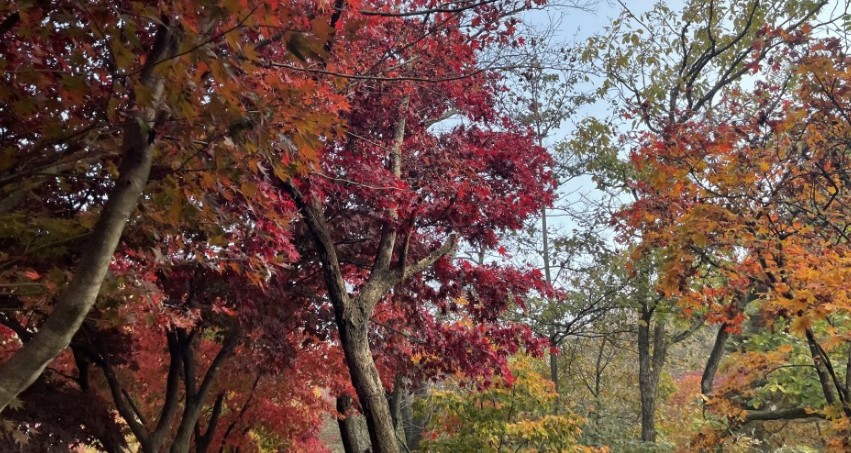 [단풍명소] 가을 여행지 베스트 50 - 서울, 경기도, 충남, 충북, 경북, 경남, 전남, 전북, 강원도, 제주