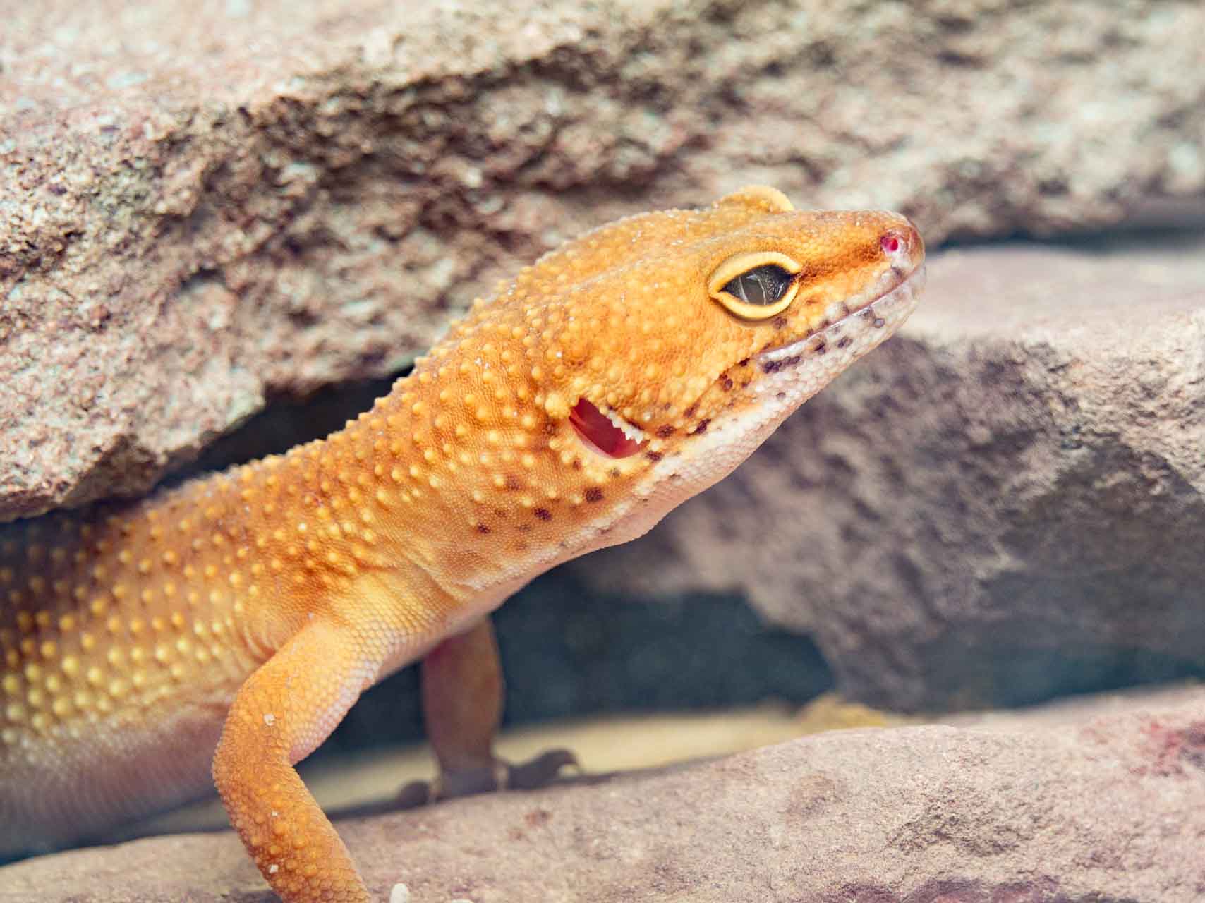 레오파드게코 도마뱀 관련 사진