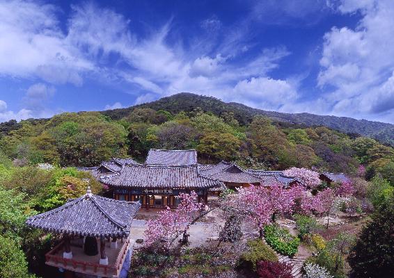 서산 개심사 겹벚꽃