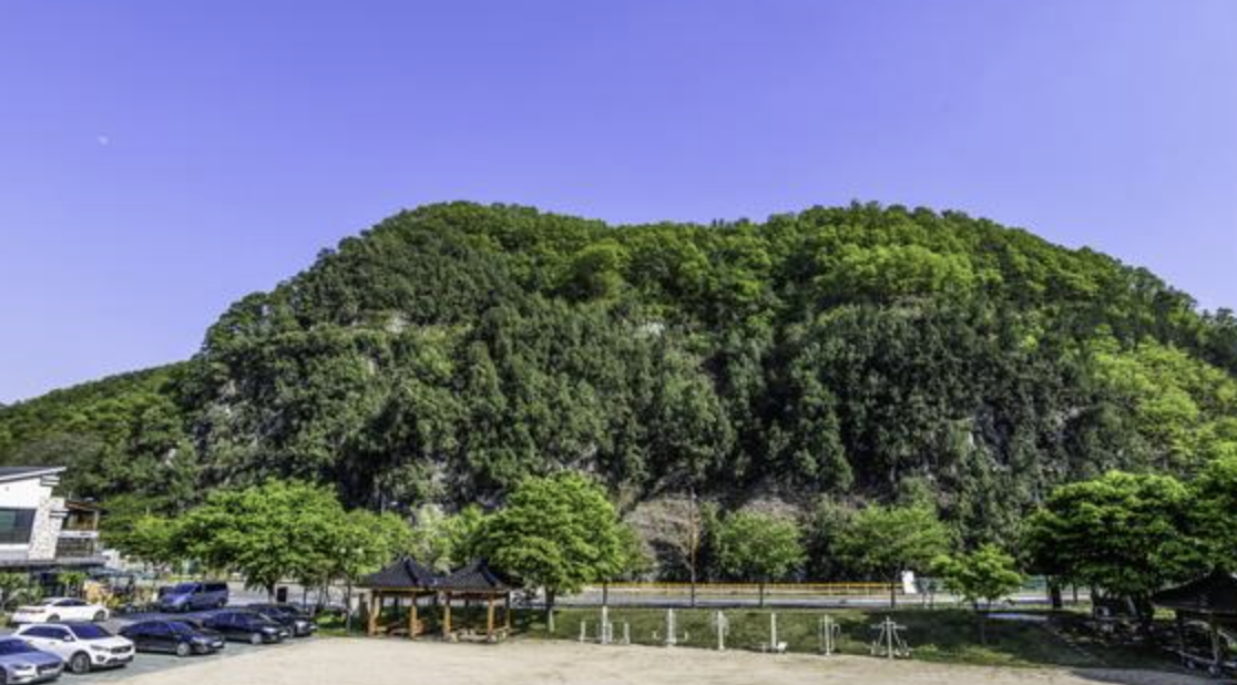 대구 도동 측백나무 숲