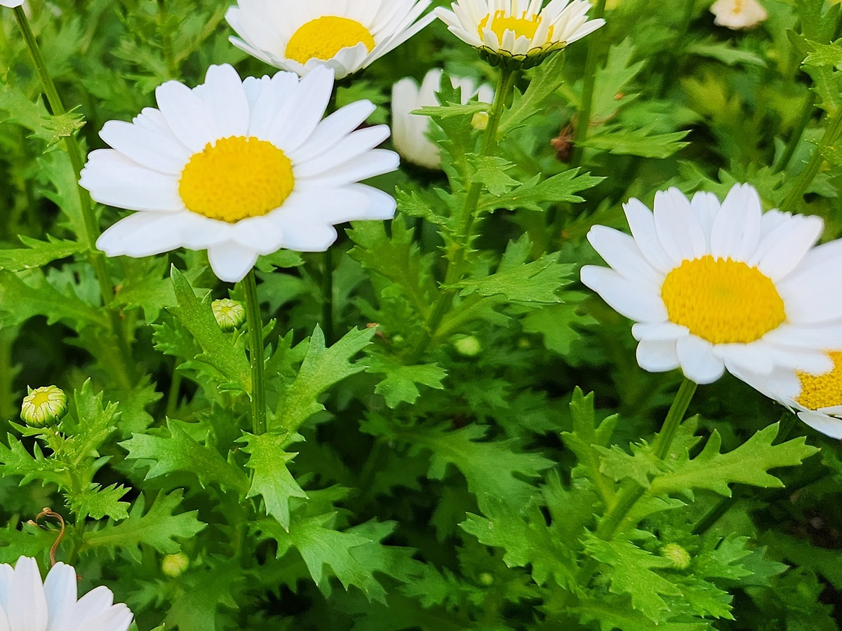 마가렛(미니마가렛)