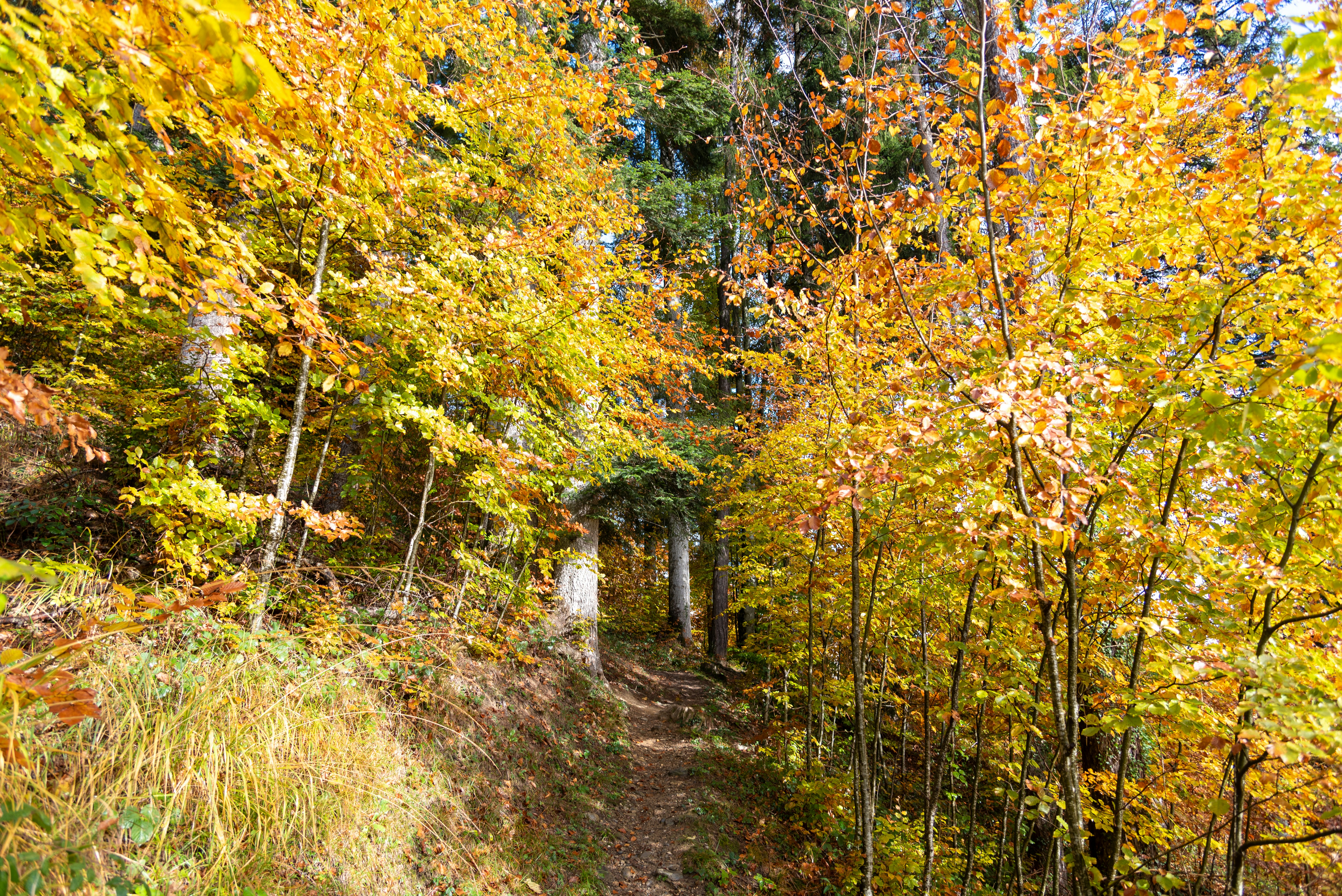 2025 -양산 -내원사- 단풍 -명소 -완벽 -가이드- 절정시기-·무료입장·계곡산책-6