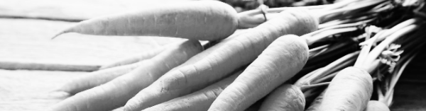 당근 재배방법: 당근 파종시기