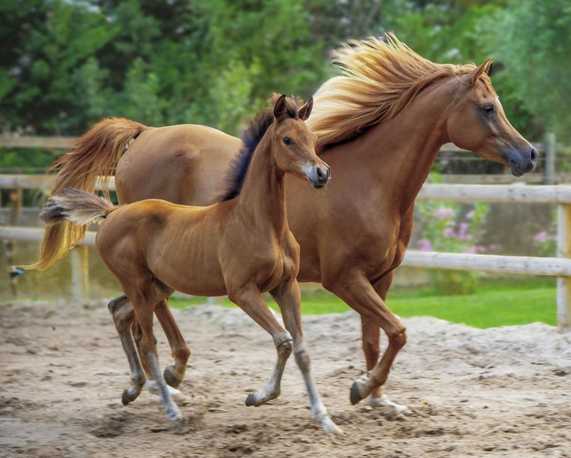 2026년 말띠 운세 총정리