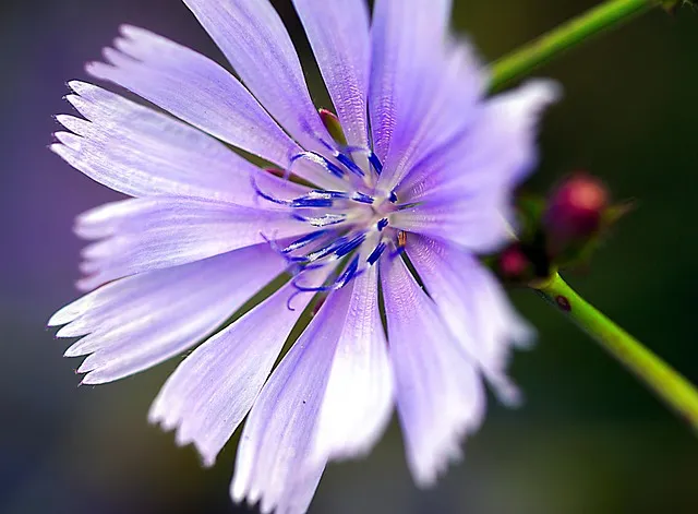치커리 재배 쓴맛 줄이기 차광 요령 물 관리_6